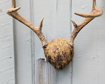 Vintage mounted deer antlers.