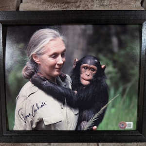 Autographed Jane Goodall 8x10 inch framed photo with certificate of authenticity from Beckett