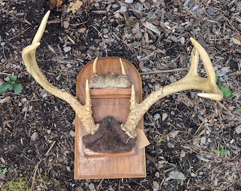 Vintage double deer antler mount on a wood plaque