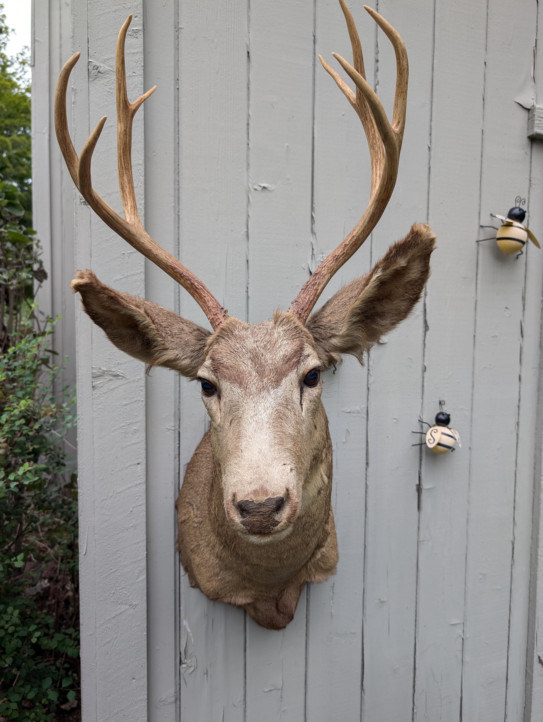 Vintage Taxidermy whitetail deer head.