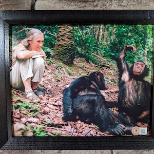 Autographed Jane Goodall 8x10 inch framed photo with certificate of authenticity from Beckett