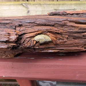 Antique Civil War War Log From A Cold Harbor Virginia Battlefield Witness Tree With An Imbedded Bullet .  Civil War Relic