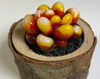 Candy Corn Glass Succulent in a wooden pot