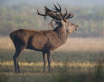 theme party props, sublimation designs, swifty,