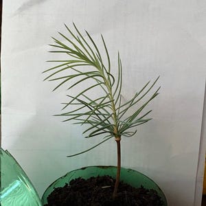 Deodar Cedar Tree Seedling: 4-Month-Old Live Plant