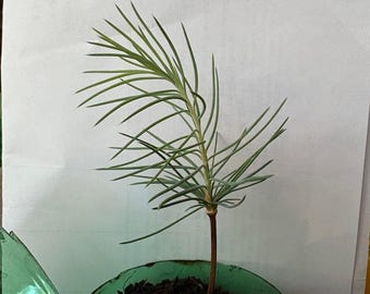 Sadzonka cedru pospolitego: 4-miesięczna żywa roślina