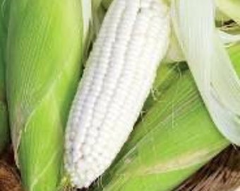 30 Silver Queen Sweet Corn Seeds - Planting Excellence with 30+ Premium Seeds for Your Garden,  - Start Growing Today!, Free Shipping