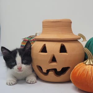 May include: A black and white kitten with blue eyes sits in front of a terracotta pumpkin with a carved face. The pumpkin has a hat and is surrounded by other pumpkins.