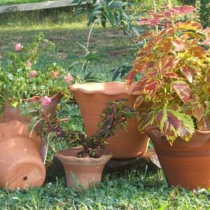 May include: Several terracotta flower pots of various sizes, some containing plants with green and colorful foliage. One pot is overturned. The pots are on a bed of green grass, with a white fence in the background.