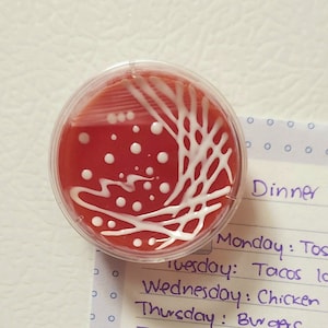 Handmade Microbiology Petri Dish Magnet: Agar Plate STEM Gift