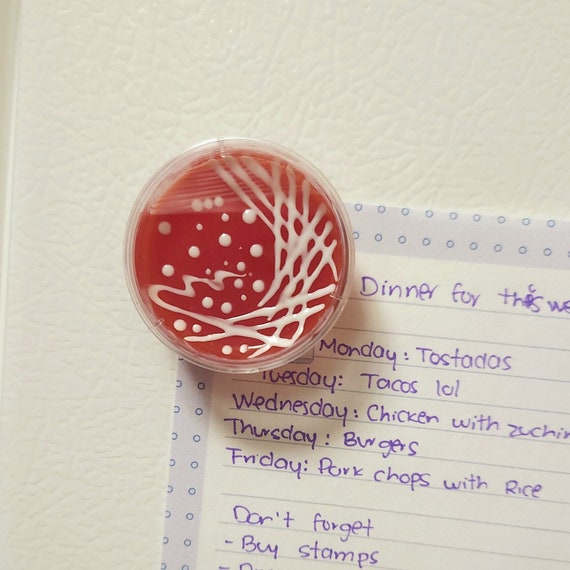 Handmade Microbiology Petri Dish Magnet: Agar Plate STEM Gift