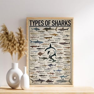 Types of Sharks Poster, Shark Knowledge Poster Wall Decoration, Poster No Frame