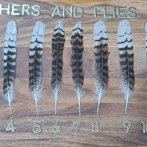 Plumas de la cola de KOOKABURRA