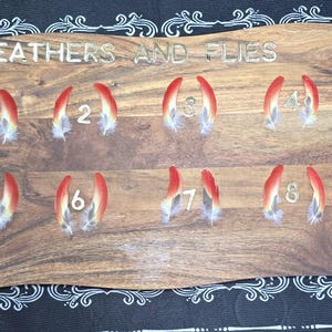 Plumas de loro de alas rojas