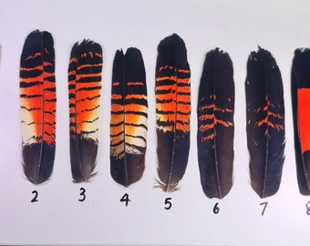 Red tail black cockatoo tail feathers