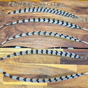 Plumas de cola de faisán de Reeve