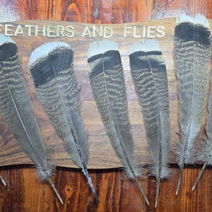LOTE DE 8 PLUMAS DE COLA DE PALMA DE TURQUÍA