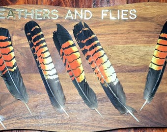 FEMALE  Red Tail  Black Cockatoo Tail Feathers