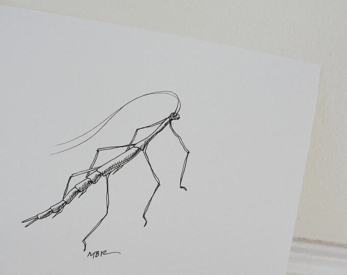 Walking Stick Insect Original Art Ink Drawing Bug Insect Etsy
