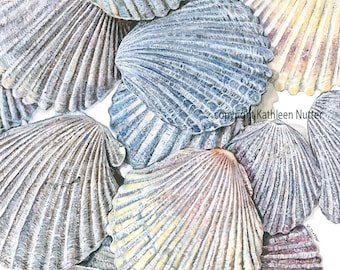 Scallop Shells, Signed Archival Print of Original Painting Featuring Shells from the Outer Banks  and Assateague National Seashore