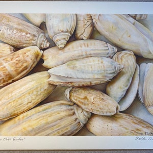 May include: A watercolor painting of a collection of seashells in various shades of cream and brown. The shells are arranged in a cluster, with some overlapping. The painting is titled "The Olive Garden" and signed by the artist, "J.  Mutter".
