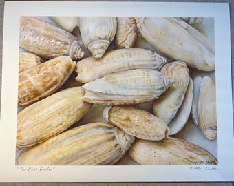 The Olive Garden, Signed Archival Print of Original Seashell Painting in Artist Colored Pencils of Lettered Olive Shells