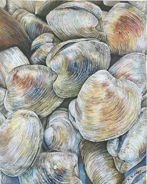 Clam Shells, Coastal Art from an original watercolor painting, realistic shells, fine art glicee