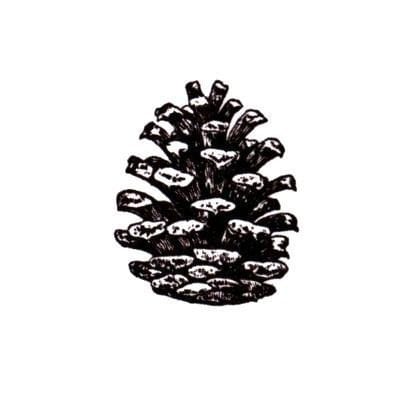 Pine Cone Small UNMOUNTED rubber stamp, Christmas, winter, gift tag stamp, forest, nature, pinecone #19