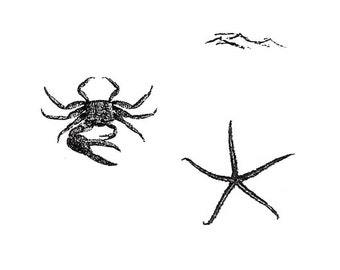 Crab | Starfish | Waves | UNMOUNTED Rubber Stamp Set, Ocean Theme - CMS#2