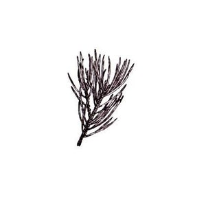 May include: A black and white line drawing of a pine branch with needles.