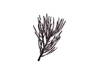 May include: A black and white line drawing of a pine branch with needles.