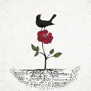 May include: A vintage-style botanical print featuring a black bird perched atop a vibrant red rose. The rose is on a stem with green leaves. The roots are visible, with technical diagrams and text at the base.