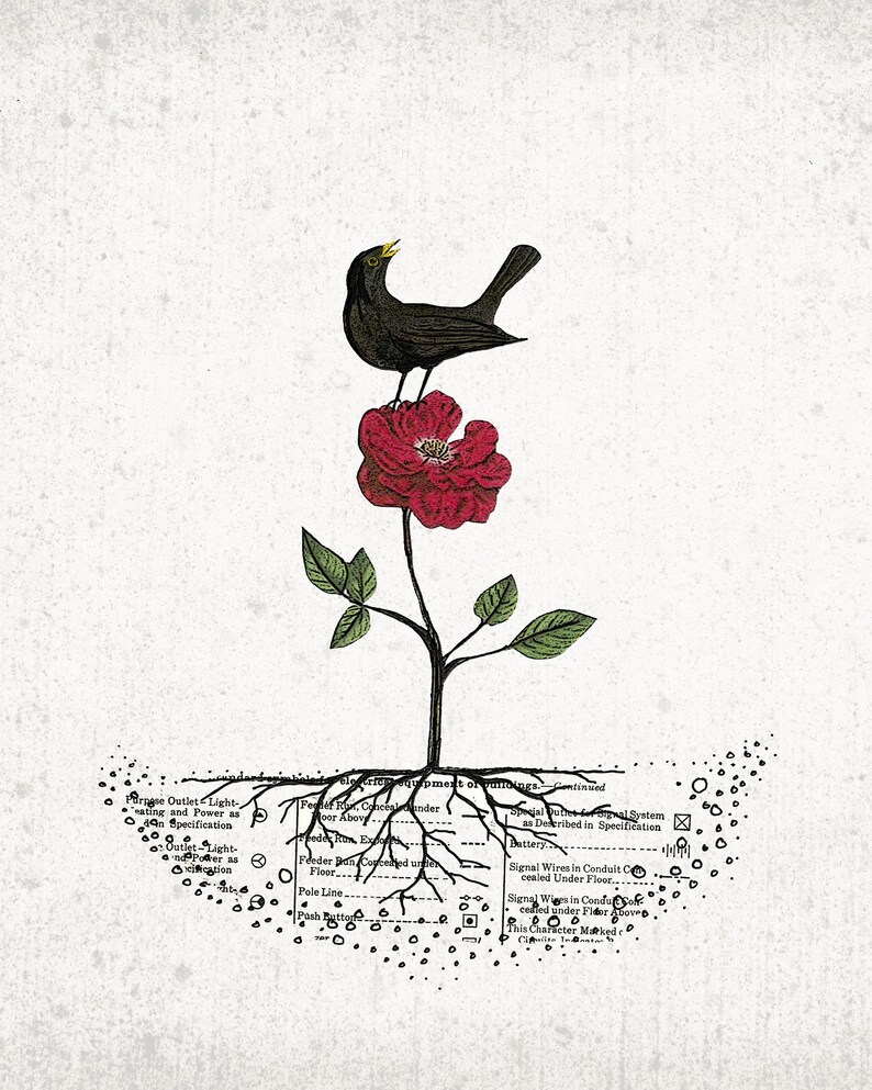 May include: A vintage-style botanical print featuring a black bird perched atop a vibrant red rose. The rose is on a stem with green leaves. The roots are visible, with technical diagrams and text at the base.