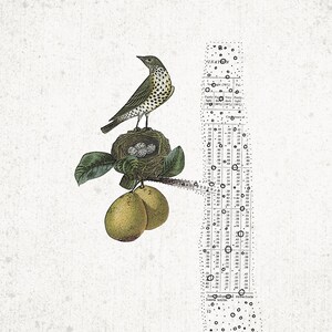 May include: Vintage-style print featuring a bird perched on a nest with eggs, set against a textured background. The bird has speckled plumage. Below, two green pears hang from a branch. A section of text with circles and numbers is on the right.