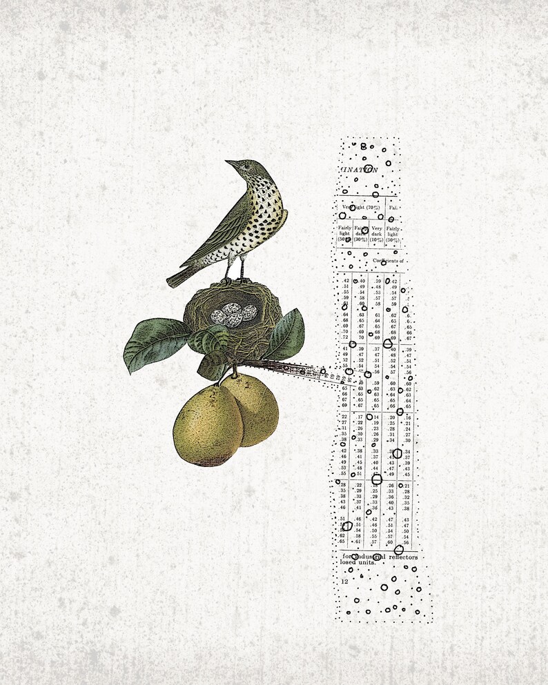May include: Vintage-style print featuring a bird perched on a nest with eggs, set against a textured background. The bird has speckled plumage. Below, two green pears hang from a branch. A section of text with circles and numbers is on the right.