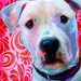 see more listings in the Dog Prints (canvas) section