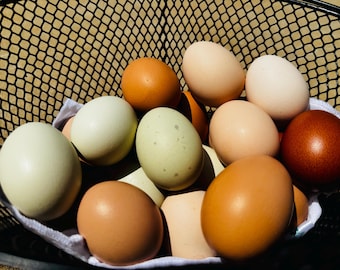 18 Fertile Hatching Chicken eggs Mix