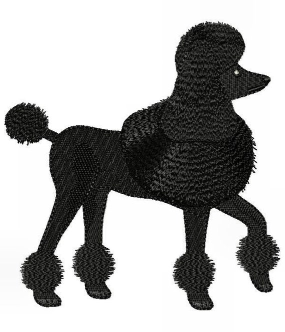 large black poodle