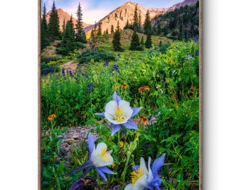 Colorado Columbine Wildflower Print, Ouray San Juan Mountains, Rocky Mountain Nature Photography Wall Art