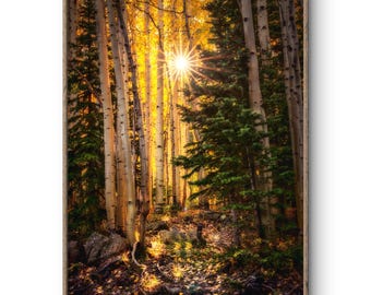 Aspen Trees Wall Art, Colorado Fall Photography Print, Nature Living Room Decor