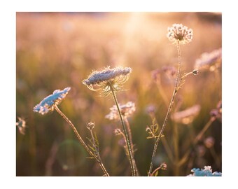 Wildflower Flower Print, Queen Annes Lace Art, Nature Photography, Large Living Room Wall Art, Unframed Floral Print or Canvas