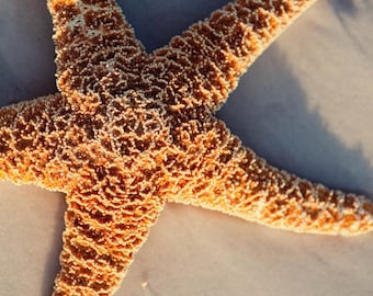 Starfish Photography Print or Canvas, Coastal Cottage Beach Wall Art, Ocean Nature Fine Art