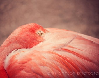 Fotografía de flamenco rosa, arte de lienzo de vivero de aves, impresión de bellas artes de la naturaleza, decoración de coral, animal, el flamenco en reposo