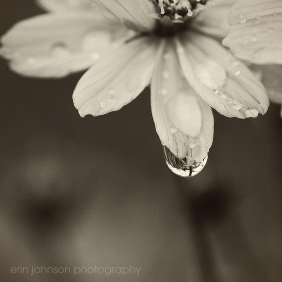 Black and White Flower Photography Print, Square Nature Wall Art, Fine Art Canvas Prints, Flower and Waterdrop