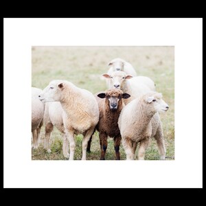 Sheep Animal Wall Art, Rustic Farmhouse Photography Prints, Wall Home Decor, Unframed Prints or Canvas Wrap image 2