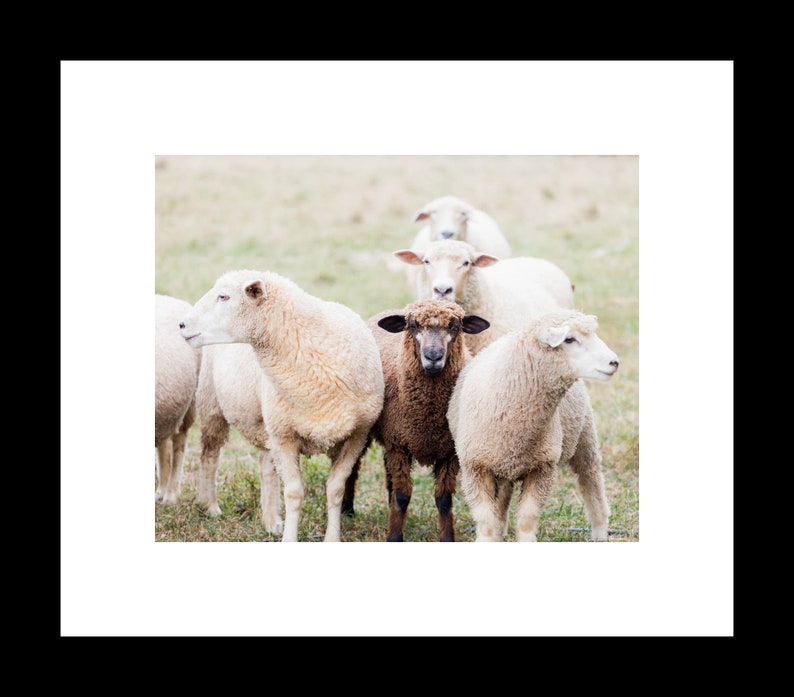 Sheep Animal Wall Art, Rustic Farmhouse Photography Prints, Wall Home Decor, Unframed Prints or Canvas Wrap image 2