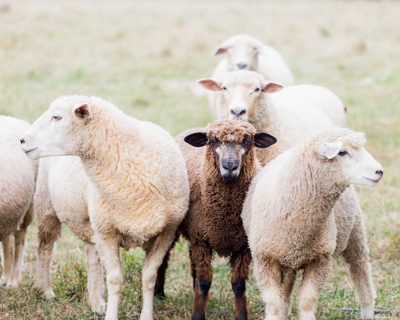 a herd of sheep standing on top of a grass covered field