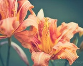 flower photography, orange home decor, nature photography, floral photography, orange wall art, Double Daylily II