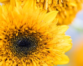 Impresión de fotografía de girasol amarillo, regalo de jardín botánico, impresiones de arte de naturaleza floral, lienzo envuelto en galería o fotografía sin marco