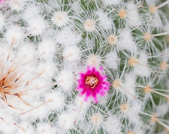 Old Lady Cactus Plant Botanical Photography Print, Mammillaria, Large Vertical Unframed Floral Wall Art